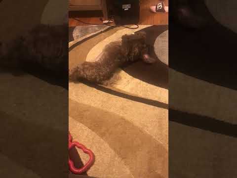 Moosey Moose playing with his toy