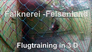 preview picture of video '3D Falknerei Felsenland, Flugtraining'