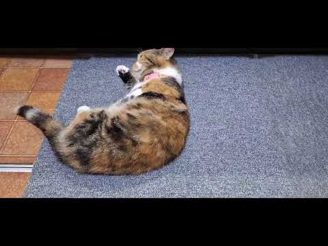 Our simple garden and my husband Diy wood deck