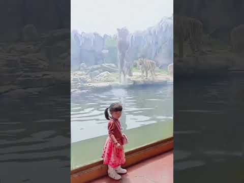 This is how Tigers hunt in nature #Tiger #hunting #Zoo #Lion