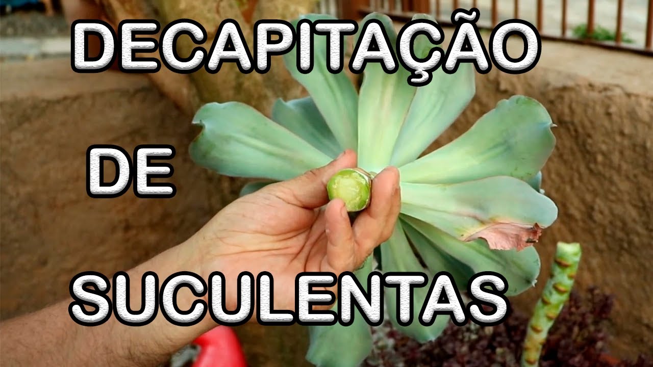 DICAS de decapitção e propagação das SUCULENTAS.
