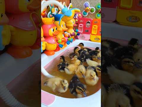 Entspannende süße Entenküken-Wasserrad-Badezeit 😍🥭🍎 #Ente #kurz