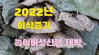 능이버섯산행 이삭줍기 능이산행해서 대박치고  !!!  직접채취한 능이오리백숙 먹었슈