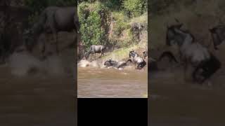 Chaotic river crossing of the wildebeest Great Migration in Kenya
