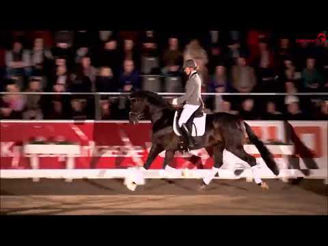 Trussardi - Hengstvorführung Verden 2023