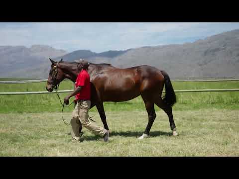 Lot 115 – Golden Earings x Gimmethegreenlight