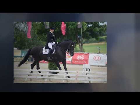 ANDALUSIAN HORSE FOR SALE - FROZEN SEMEN FROM BLACK DRESSAGE STALLION SCHOOLING GP