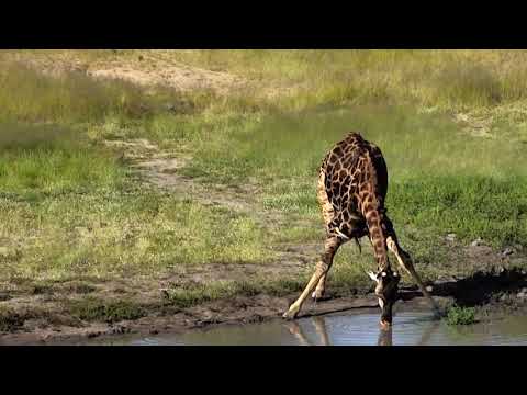 Djuma Private Game Reserve Live Stream - giraffe visit: March 11, 2018