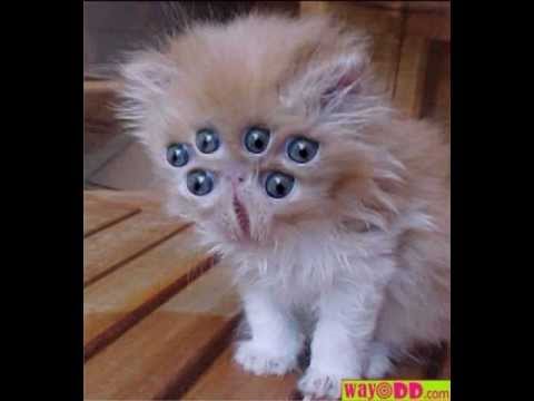 Sevcet ( Feat. Big Tyrisze ) ----  PARTY -----  DJ CIKALO ----  REMIX