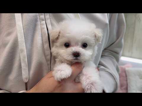 YouTube動画のサムネイル