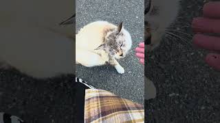 野良猫との戯れ113 #野良猫