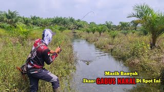 Download lagu SUPER GANAS..! Kanal Sawit Yang Menjadi Sarang Ikan Gabus mp3
