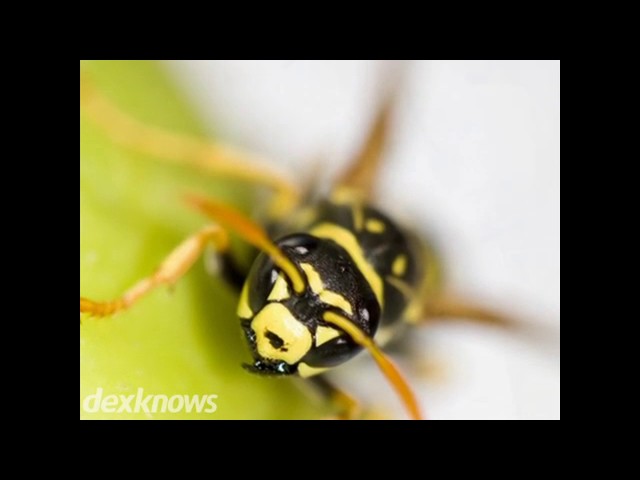 Arc Professional Exterminating - Waukegan, IL