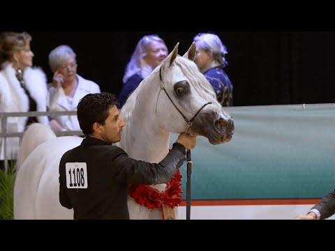 FUERTE - International Senior Stallion Gold Champion, SCOTTSDALE 2023