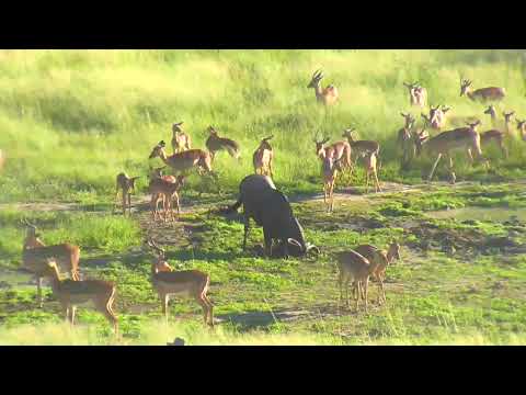 Djuma: Impala herd with Wildebeest bull neighbor joining  them - 06:56 - 02/18/19
