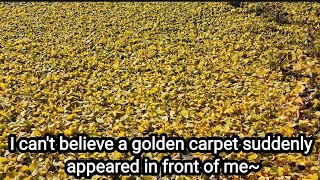갑자기 황금 양탄자가 내 앞에 나타나다니~~ I can't believe a golden carpet sud…