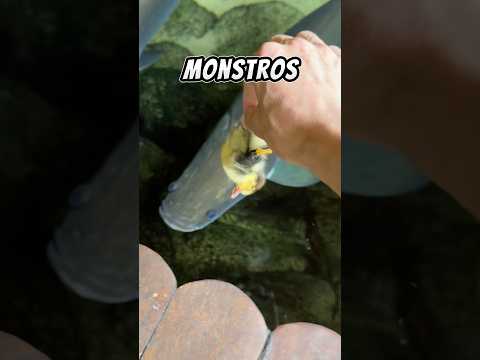 Alimentei meus peixes carnívoros do lago?!😱 #shorts