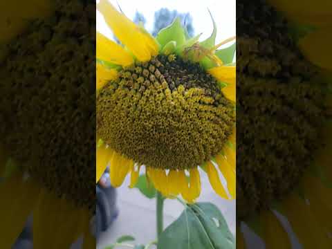 Beautiful Sunflower#gardening#weekend #slowliving