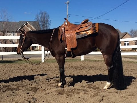 New Video!  For Sale 2011 APHA/PtHA Breeders Trust Mare by Sophistication Only