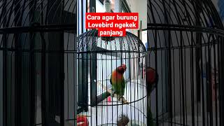 Download lagu Cara agar burung Lovebird ngekek panjang mp3