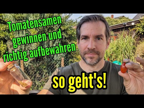 Extracting tomato seeds from tomatoes and how to properly store and preserve them.