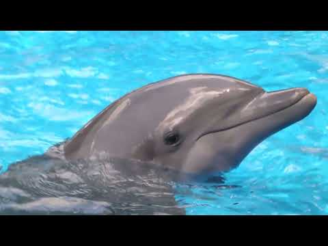 The Dolphin Therapy-Sounds of Dolphins. (I did not make this video = not my copyright.)