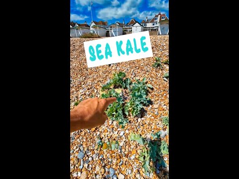 Sea Kale