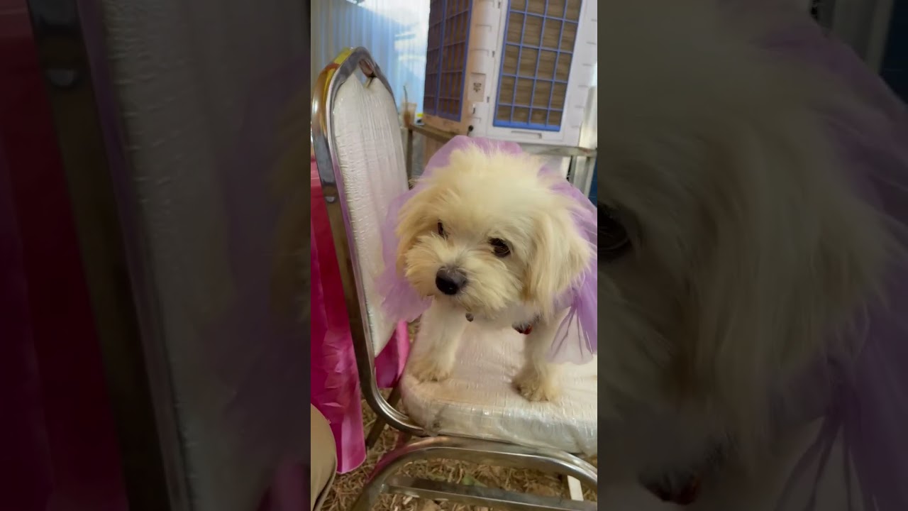 わあ、彼女はとてもかわいいですね#大型犬のいる生活 #puppy #pets