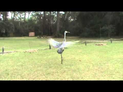 Sandhill Crane Release Video