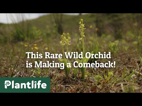 The Story of a Rare Wild Orchid Brought Back From Brink of Extinction
