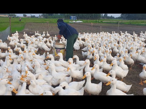 Farm How to Ducks Raising Method Duck Farming | Animals Sound
