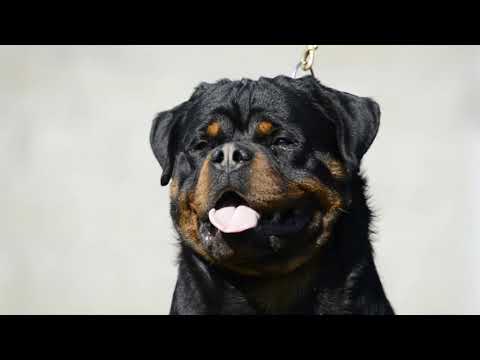 Dzo Banana Buca's Kennel