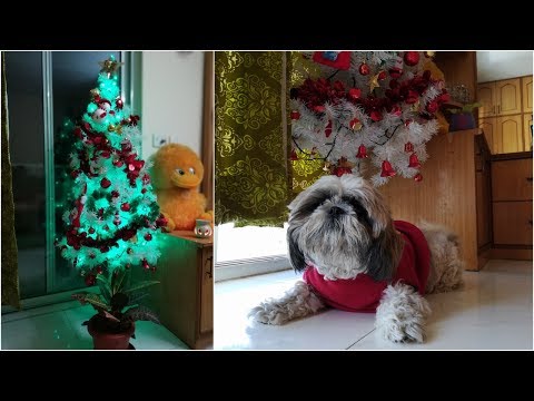 We rang the Christmas bell | Christmas Decoration | Christmas Celebration | Indian Petmom 🎄 ❄️