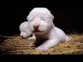 Rare white lion cubs born in Crimea safari park