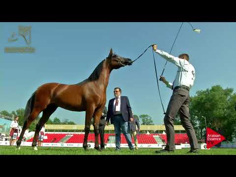 N.44 EMANDENOR - 2017 Pride Of Poland - Yearling Colts (Class 4)