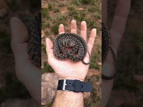 Look what happened #snake on play