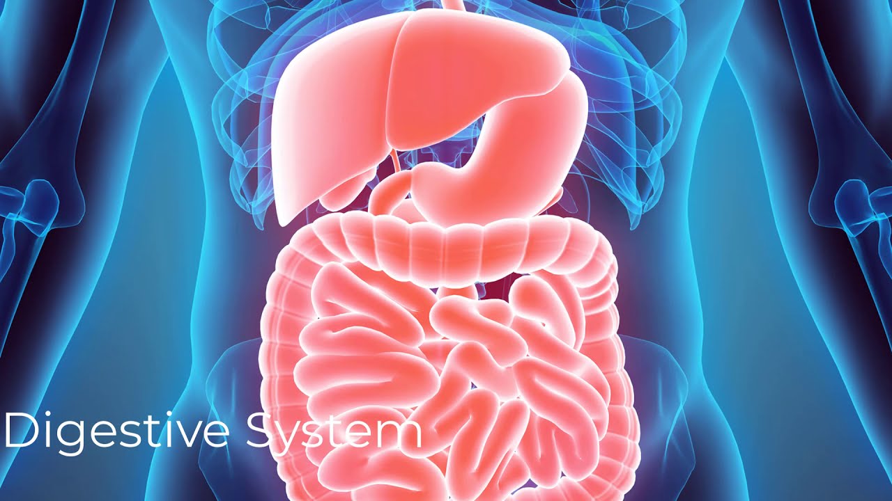 Physiology Lecture - 15. Digestive System