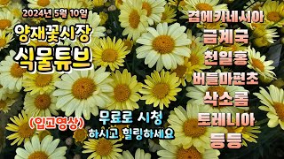 양재꽃시장 식물튜브 5월에 식재할만한 야생화 와 꽃들 시청 하시면서 힐링 하세요~  #양재꽃시장 #식물튜브 …