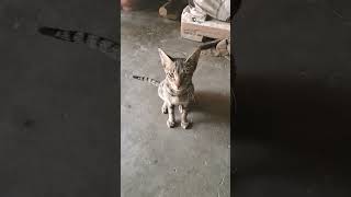 Download lagu Mera Dard Tum Na|#sonunigam #bollywood #song #hindisong #love #romantic #viralvideo #sadabaharnagme mp3