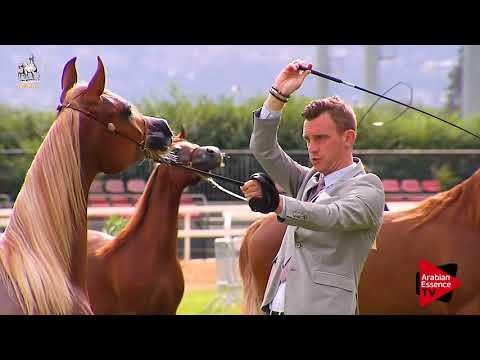 Roma 2017 - After Show