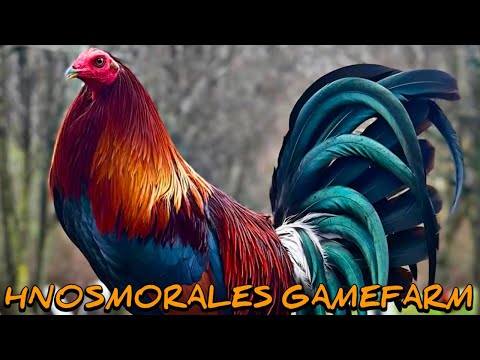 Mclean Hatch Sweater Kelso - HNOSMORALES FARM