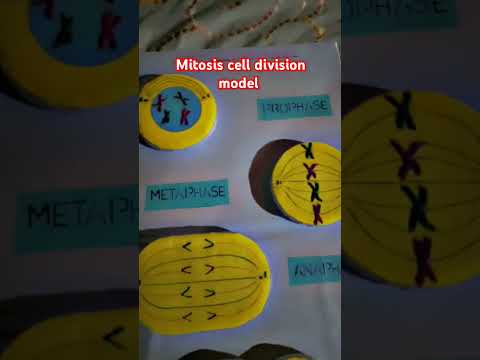 Colorful Mitosis Worksheet For Interactive Fun