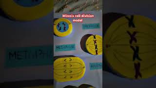 Mitosis cell division model life science project #mitosis #anaphase #celldynamic