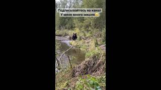 Медведь ищет рыбу в корнях