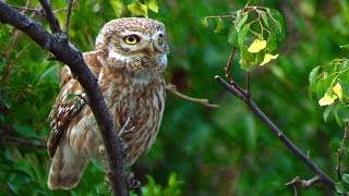 Сыч домовый (Athene noctua) - Little Owl | Film Studio Aves