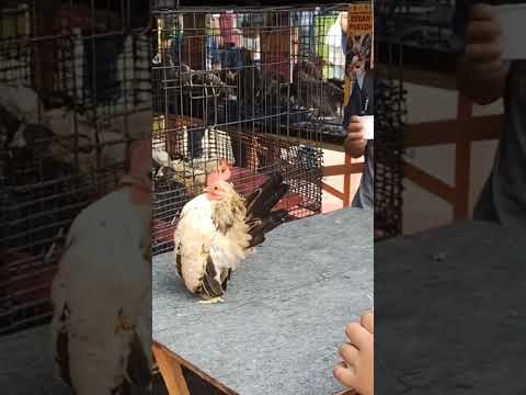 , title : 'serama chicken originality from Malaysia is one of the unique exotic breed chicken-full vid 8.30pm'