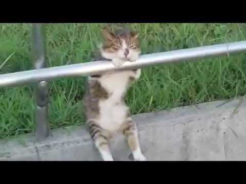 Cat sitting relaxed Video