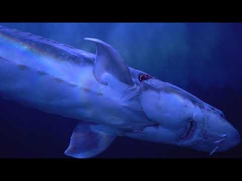 HOW IS OUR CAVIAR HARVESTED