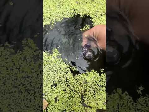 Black on the sea|| #shorts