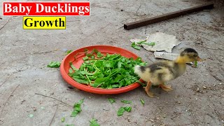 Duck Growth Video | Duckling Growing,Feeding Activities | Birds and Animals Planet